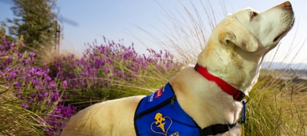 dogs4diabetics 2 Farejando o diabetes   cães salvam a vida de donos com hipoglicemia!