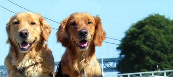 dogs4diabetics cachorro diabetes Farejando o diabetes   cães salvam a vida de donos com hipoglicemia!